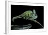 Chamaeleo Calyptratus (Veiled Chameleon)-Paul Starosta-Framed Photographic Print