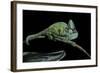 Chamaeleo Calyptratus (Veiled Chameleon)-Paul Starosta-Framed Photographic Print