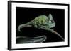 Chamaeleo Calyptratus (Veiled Chameleon)-Paul Starosta-Framed Photographic Print