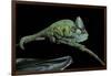 Chamaeleo Calyptratus (Veiled Chameleon)-Paul Starosta-Framed Photographic Print