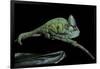 Chamaeleo Calyptratus (Veiled Chameleon)-Paul Starosta-Framed Photographic Print