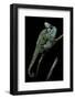 Chamaeleo Calyptratus (Veiled Chameleon)-Paul Starosta-Framed Photographic Print