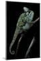 Chamaeleo Calyptratus (Veiled Chameleon)-Paul Starosta-Mounted Photographic Print