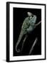 Chamaeleo Calyptratus (Veiled Chameleon)-Paul Starosta-Framed Photographic Print