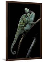 Chamaeleo Calyptratus (Veiled Chameleon)-Paul Starosta-Framed Photographic Print