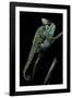 Chamaeleo Calyptratus (Veiled Chameleon)-Paul Starosta-Framed Photographic Print