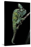 Chamaeleo Calyptratus (Veiled Chameleon)-Paul Starosta-Stretched Canvas