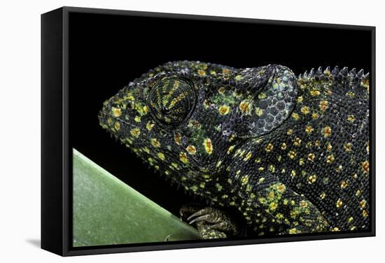 Chamaeleo Dilepis (Flapneck Chameleon)-Paul Starosta-Framed Stretched Canvas