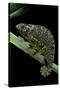 Chamaeleo Dilepis (Flapneck Chameleon)-Paul Starosta-Stretched Canvas