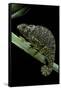 Chamaeleo Dilepis (Flapneck Chameleon)-Paul Starosta-Framed Stretched Canvas