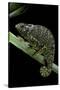 Chamaeleo Dilepis (Flapneck Chameleon)-Paul Starosta-Stretched Canvas