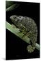 Chamaeleo Dilepis (Flapneck Chameleon)-Paul Starosta-Mounted Photographic Print