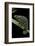 Chamaeleo Dilepis (Flapneck Chameleon)-Paul Starosta-Framed Photographic Print