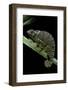 Chamaeleo Dilepis (Flapneck Chameleon)-Paul Starosta-Framed Photographic Print