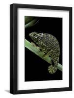 Chamaeleo Dilepis (Flapneck Chameleon)-Paul Starosta-Framed Photographic Print