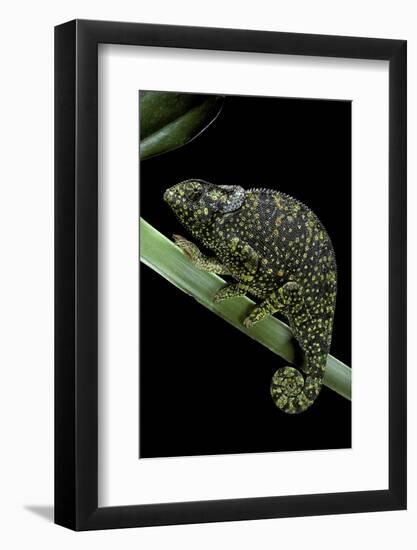 Chamaeleo Dilepis (Flapneck Chameleon)-Paul Starosta-Framed Photographic Print