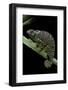 Chamaeleo Dilepis (Flapneck Chameleon)-Paul Starosta-Framed Photographic Print