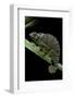 Chamaeleo Dilepis (Flapneck Chameleon)-Paul Starosta-Framed Photographic Print