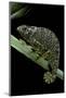 Chamaeleo Dilepis (Flapneck Chameleon)-Paul Starosta-Mounted Photographic Print