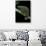 Chamaeleo Dilepis (Flapneck Chameleon)-Paul Starosta-Photographic Print displayed on a wall