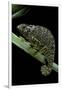 Chamaeleo Dilepis (Flapneck Chameleon)-Paul Starosta-Framed Photographic Print