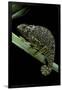 Chamaeleo Dilepis (Flapneck Chameleon)-Paul Starosta-Framed Photographic Print