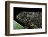 Chamaeleo Dilepis (Flapneck Chameleon)-Paul Starosta-Framed Photographic Print