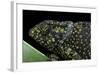 Chamaeleo Dilepis (Flapneck Chameleon)-Paul Starosta-Framed Photographic Print