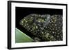 Chamaeleo Dilepis (Flapneck Chameleon)-Paul Starosta-Framed Photographic Print