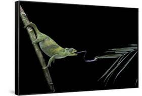 Chamaeleo Johnstoni (Johnston's Chameleon) - Capturing an Insect-Paul Starosta-Framed Stretched Canvas