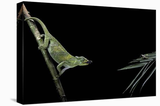 Chamaeleo Johnstoni (Johnston's Chameleon) - Capturing an Insect-Paul Starosta-Stretched Canvas