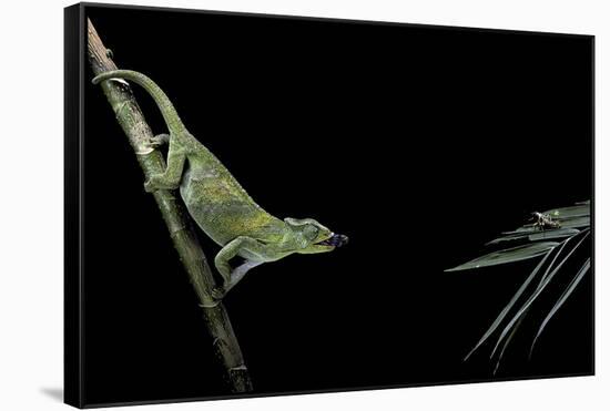 Chamaeleo Johnstoni (Johnston's Chameleon) - Capturing an Insect-Paul Starosta-Framed Stretched Canvas