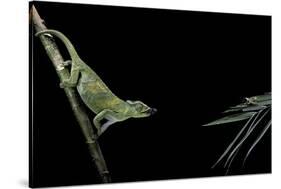 Chamaeleo Johnstoni (Johnston's Chameleon) - Capturing an Insect-Paul Starosta-Stretched Canvas