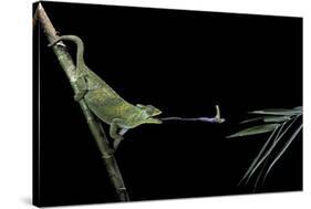 Chamaeleo Johnstoni (Johnston's Chameleon) - Capturing an Insect-Paul Starosta-Stretched Canvas