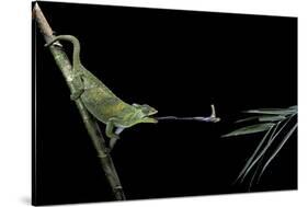 Chamaeleo Johnstoni (Johnston's Chameleon) - Capturing an Insect-Paul Starosta-Stretched Canvas