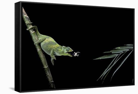 Chamaeleo Johnstoni (Johnston's Chameleon) - Capturing an Insect-Paul Starosta-Framed Stretched Canvas