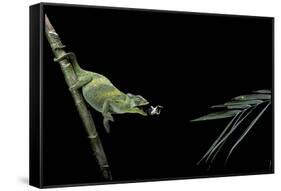 Chamaeleo Johnstoni (Johnston's Chameleon) - Capturing an Insect-Paul Starosta-Framed Stretched Canvas