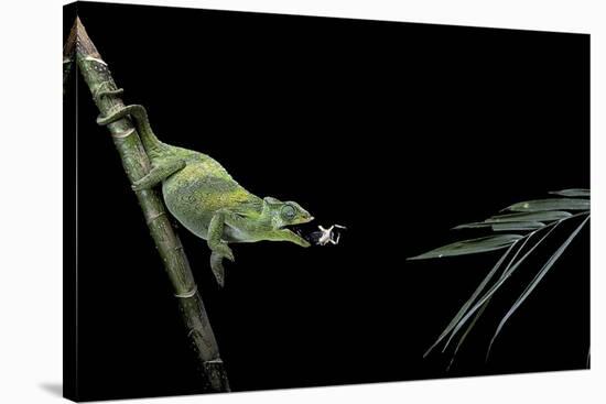 Chamaeleo Johnstoni (Johnston's Chameleon) - Capturing an Insect-Paul Starosta-Stretched Canvas