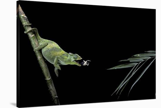 Chamaeleo Johnstoni (Johnston's Chameleon) - Capturing an Insect-Paul Starosta-Stretched Canvas