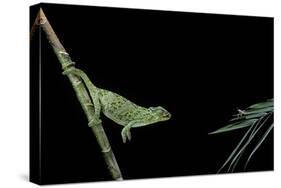 Chamaeleo Johnstoni (Johnston's Chameleon) - Capturing an Insect-Paul Starosta-Stretched Canvas