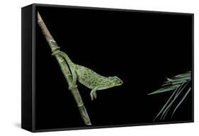 Chamaeleo Johnstoni (Johnston's Chameleon) - Capturing an Insect-Paul Starosta-Framed Stretched Canvas