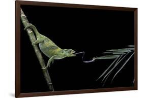 Chamaeleo Johnstoni (Johnston's Chameleon) - Capturing an Insect-Paul Starosta-Framed Photographic Print