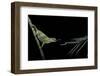 Chamaeleo Johnstoni (Johnston's Chameleon) - Capturing an Insect-Paul Starosta-Framed Photographic Print