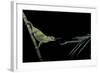 Chamaeleo Johnstoni (Johnston's Chameleon) - Capturing an Insect-Paul Starosta-Framed Photographic Print