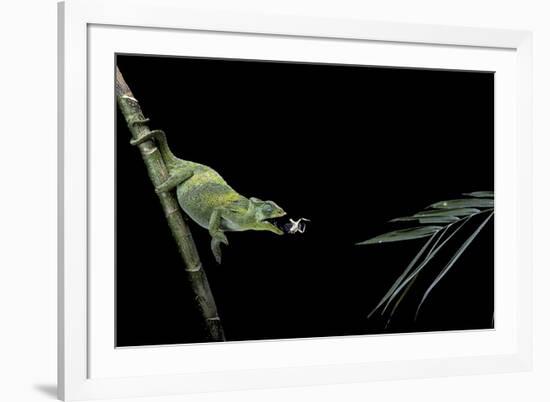 Chamaeleo Johnstoni (Johnston's Chameleon) - Capturing an Insect-Paul Starosta-Framed Photographic Print