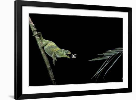 Chamaeleo Johnstoni (Johnston's Chameleon) - Capturing an Insect-Paul Starosta-Framed Photographic Print