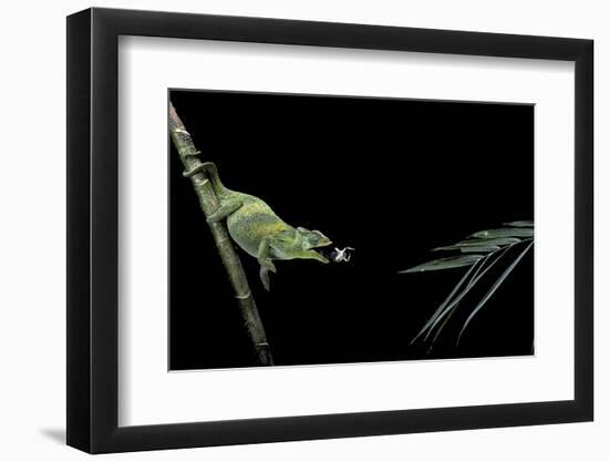 Chamaeleo Johnstoni (Johnston's Chameleon) - Capturing an Insect-Paul Starosta-Framed Photographic Print