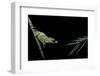 Chamaeleo Johnstoni (Johnston's Chameleon) - Capturing an Insect-Paul Starosta-Framed Photographic Print