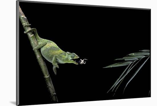 Chamaeleo Johnstoni (Johnston's Chameleon) - Capturing an Insect-Paul Starosta-Mounted Photographic Print