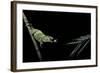 Chamaeleo Johnstoni (Johnston's Chameleon) - Capturing an Insect-Paul Starosta-Framed Photographic Print